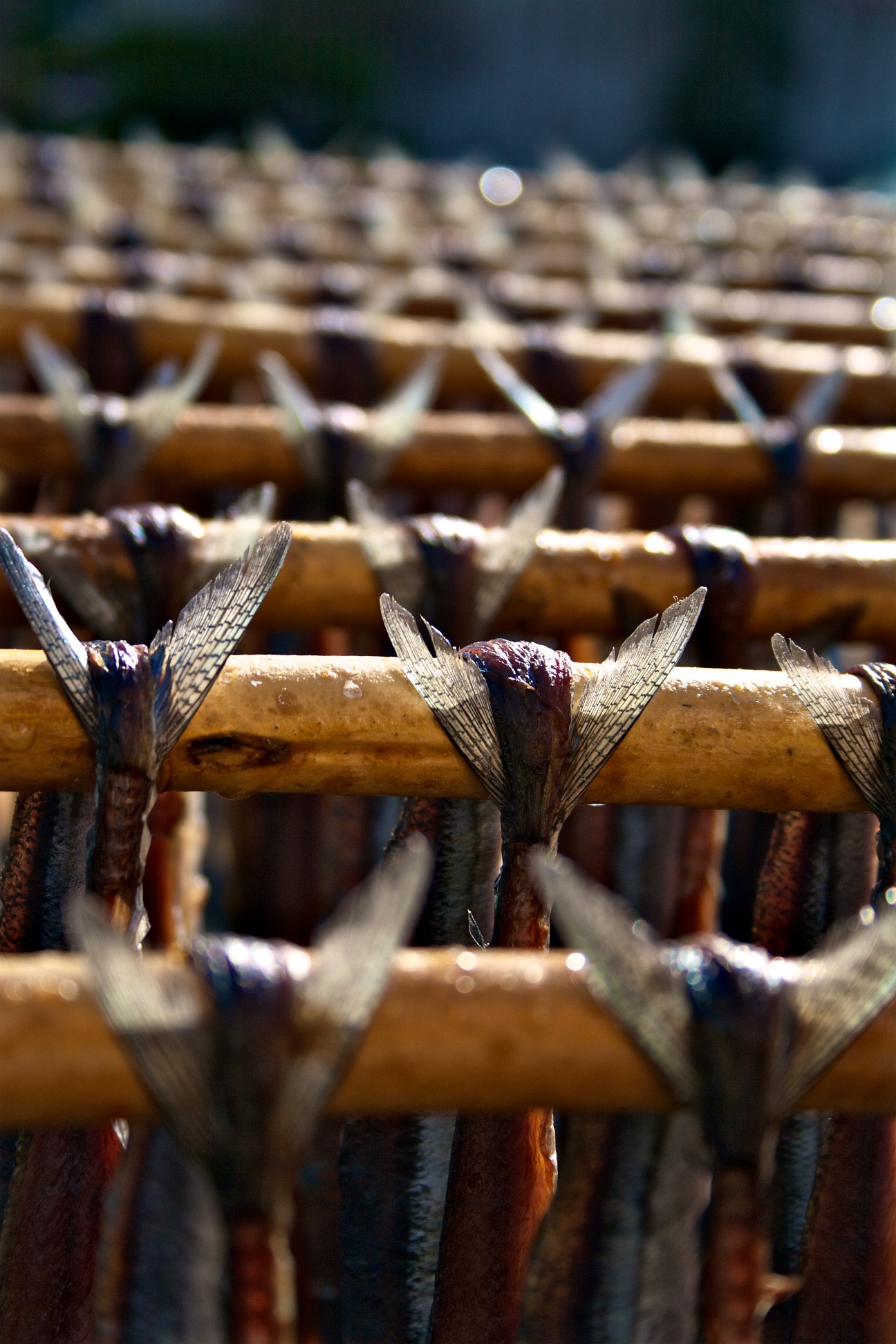 Korea Drying Fish | Jonny Finity